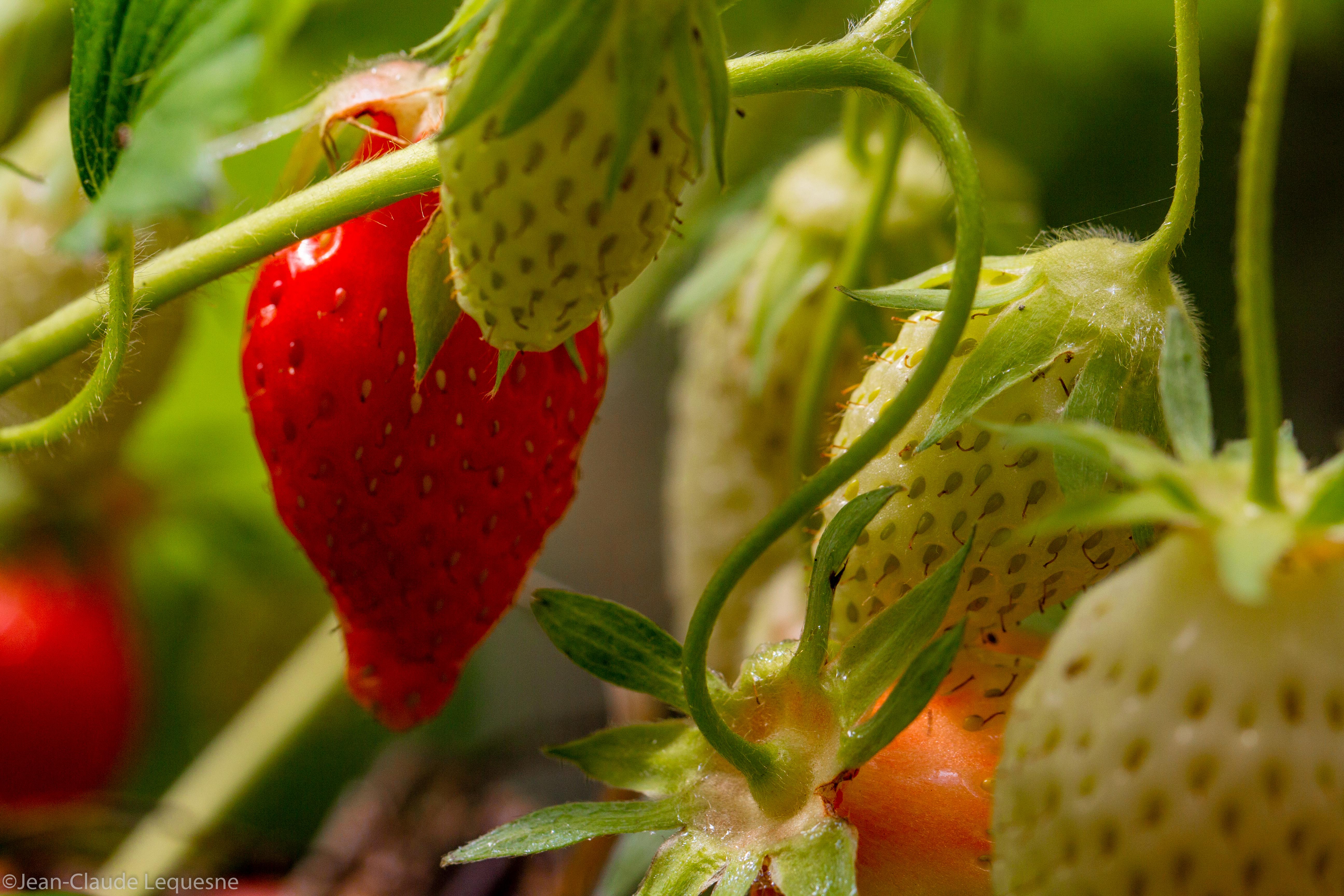 Fraise Gariguette